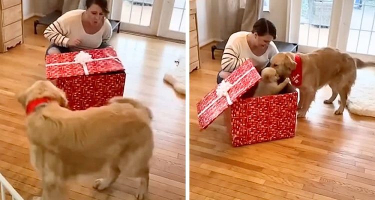 Hund bekommt riesige Geschenkbox- Als er sieht, was darin ist, rastet er vor Freude aus