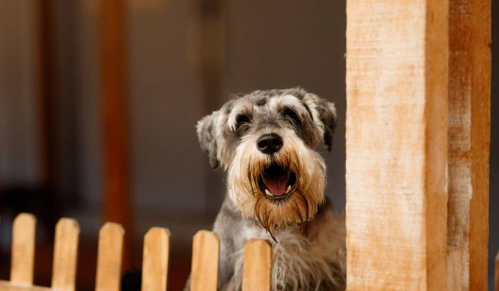 Hund bellt, wenn er alleine ist - Nachbarn beschweren sich