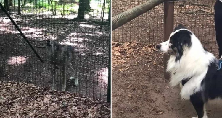 Hund beobachtet Wölfe im Zoo beim Heulen: Was er dann tut, sorgt für großes Gelächter