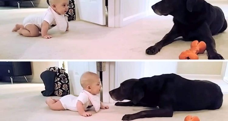 Hund beobachtet die ersten Krabbelversuche eines Babys - seine Reaktion am Ende erwärmt das Herz