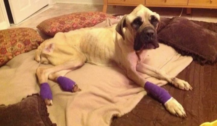 Hund brutal aus dem Auto geworfen - Seine Verwandlung nach Rettung lässt alle Herzen schmelzen