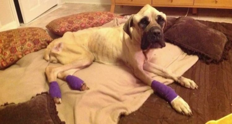 Hund brutal aus dem Auto geworfen - Seine Verwandlung nach Rettung lässt alle Herzen schmelzen