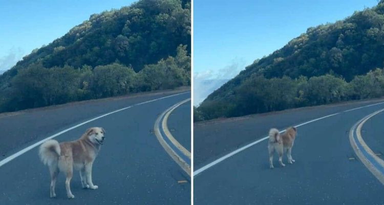 Hund eiskalt von Besitzer auf Berggipfel ausgesetzt – doch sein Leben findet eine glückliche Wendung