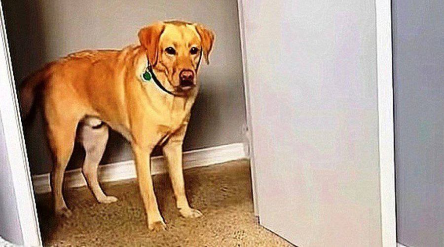 Hund entdeckt Statue, die genauso aussieht wie er - Seine lustige Reaktion sorgt für Lachtränen