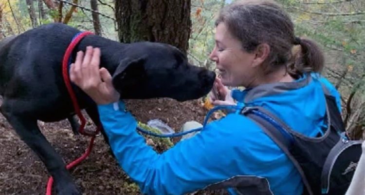 Hund fällt von Klippe und jault 1 Woche um Hilfe - Freiwillige retten ihn in letzter Sekunde