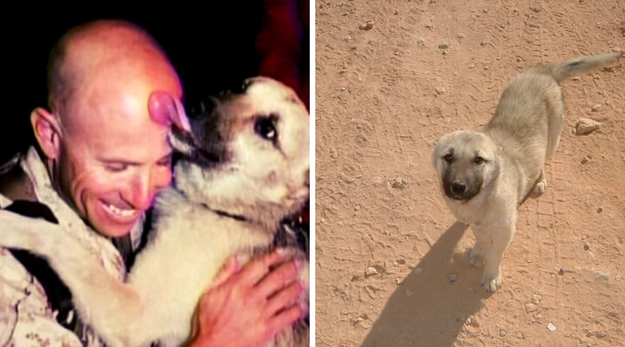 Hund folgt Soldat über 100 Kilometer quer durch die Wüste - was der Mann dann tut, rührt zu Tränen