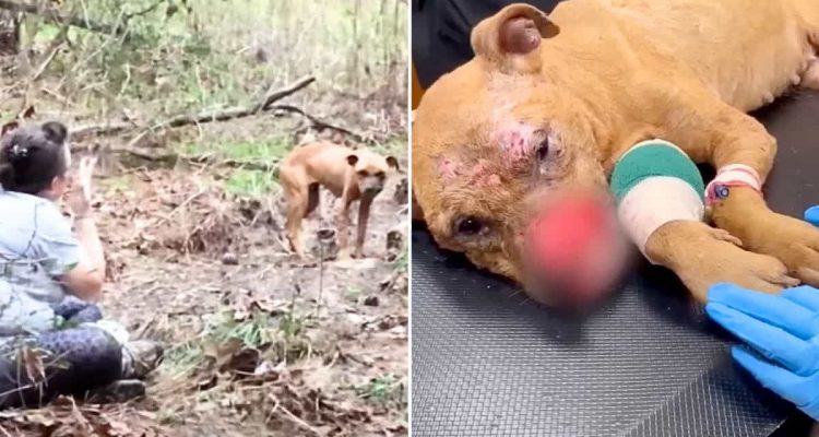 Hund für Hundekämpfe missbraucht - Aus dem traurigsten Grund wurde er dann wie Müll entsorgt