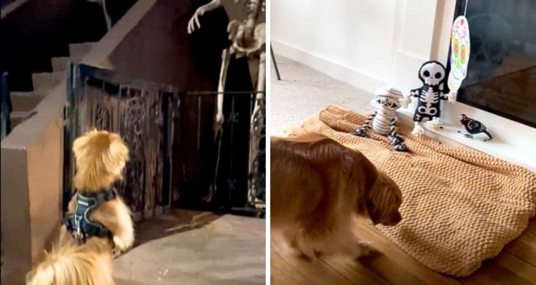 Hund fürchtet sich vor Grusel-Deko an Halloween - wie sein Frauchen ihm hilft, ist einfach genial