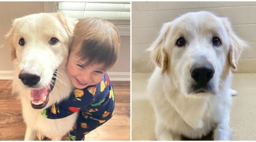 Hund hat 14 gescheiterte Adoptionen hinter sich, weil er “zu tollpatschig” ist - Bis eine Familie…