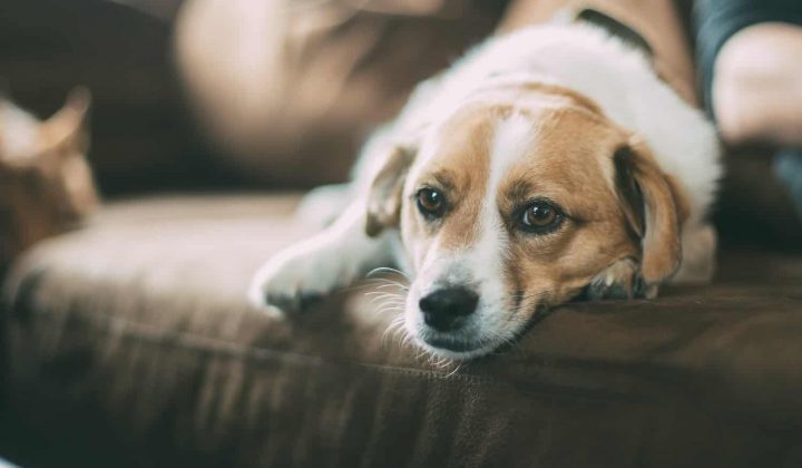 Hund hat Wasser in Lunge: Einschläfern oder nicht? (Ratgeber)