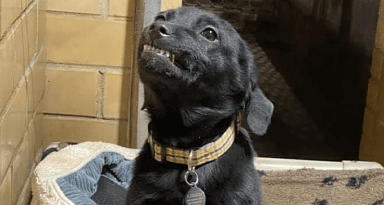 Hund im Tierheim lächelt Besucher an, damit sie ihn mit in ein neues und glückliches Leben nehmen