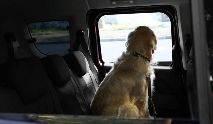 Hund im Wohnmobil transportieren