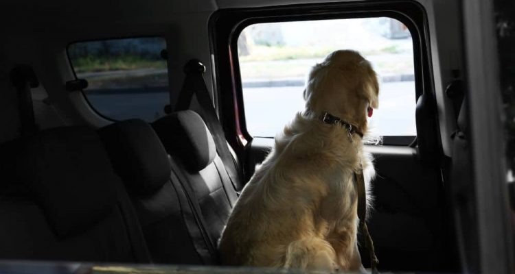 Hund im Wohnmobil transportieren