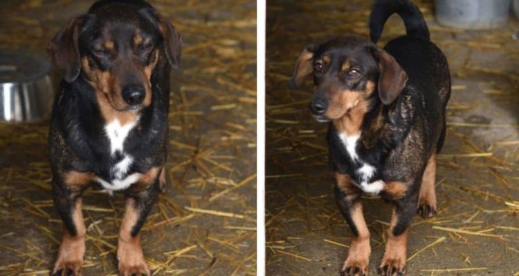Hund in letzter Sekunde aus Tötungsstation gerettet Wer gibt der süßen “Lotta” ein neues Leben