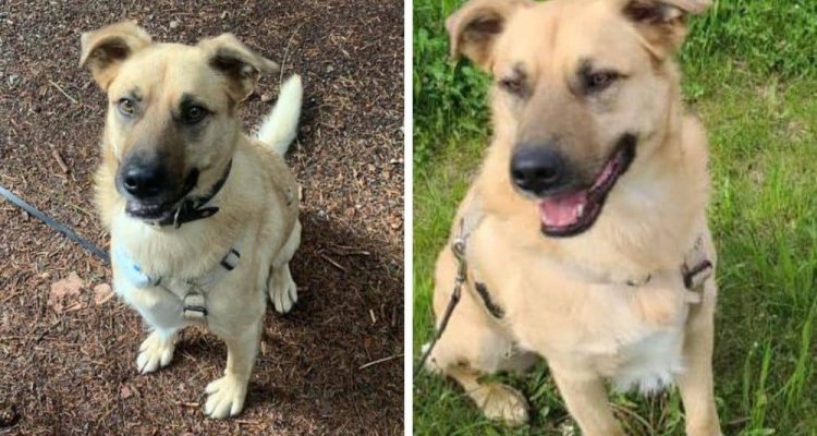 Hund ins Tierheim abgeschoben, weil er Familienvater nicht ins Konzept passt Wer gibt Balu Chance