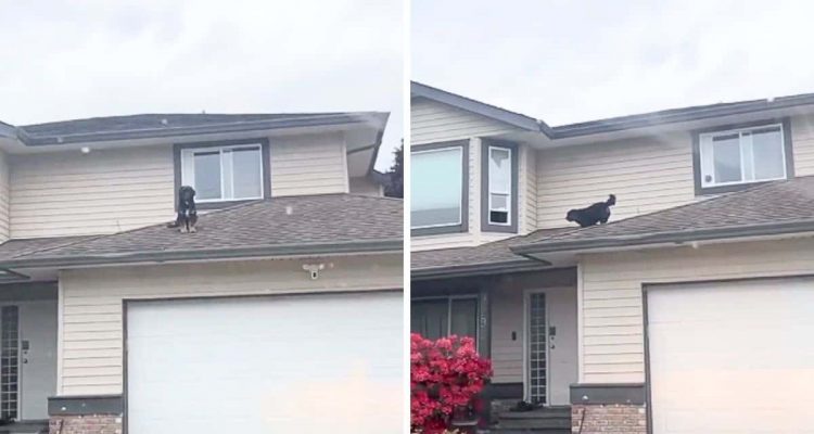 Hund ist auf dem Dach: Seine Reaktion, als sein Herrchen ihn erwischt, sorgt für Lachtränen