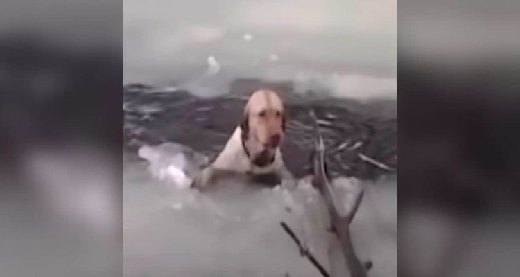 Hund kämpft in eisigem Wasser mit dem Tod - um ihn zu retten, setzt ein Mann sein Leben aufs Spiel