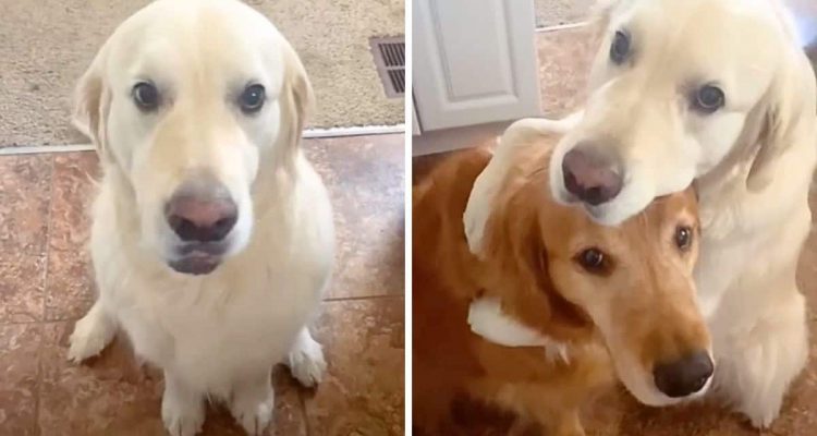 Hund klaut das Leckerli seines Freundes - wie er sich daraufhin entschuldigt, lässt Herzen schmelzen