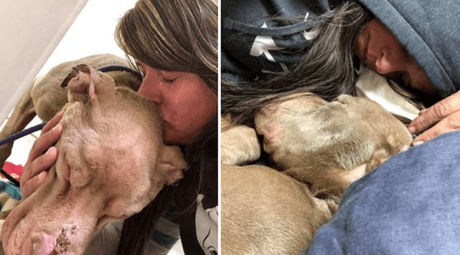 Hund kommt in Tierheim, um zu sterben - Leiterin verbringt jede seiner letzten Stunden mit ihm