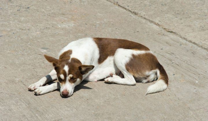 Hund kuschelt nicht mit Rudelführer - Ursachen & Lösungen