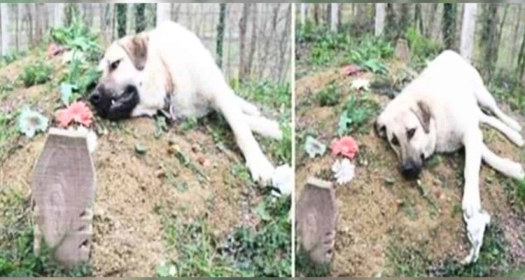 Hund legt sich jeden Tag auf ein Grab: Die traurige Geschichte dahinter rührt zu Tränen