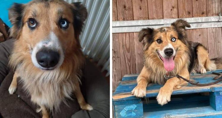 Hund musste sein gesamtes Leben im Zwinger verbringen - “Lenny” sucht liebevolles Zuhause