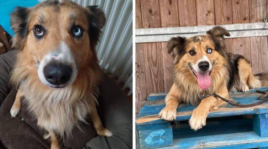 Hund musste sein gesamtes Leben im Zwinger verbringen - “Lenny” sucht liebevolles Zuhause