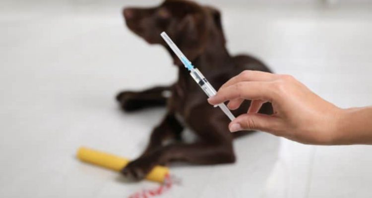 Hund nach Impfung gestorben