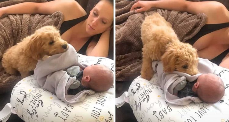 Hund nimmt Decke des Neugeborenen zwischen die Zähne- Was er dann damit tut, ist unglaublich
