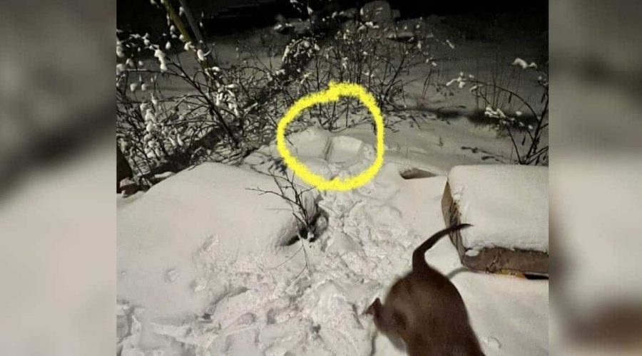 Hund nimmt seltsamen Geruch auf - was er dann im Schnee entdeckt, ist schockierend