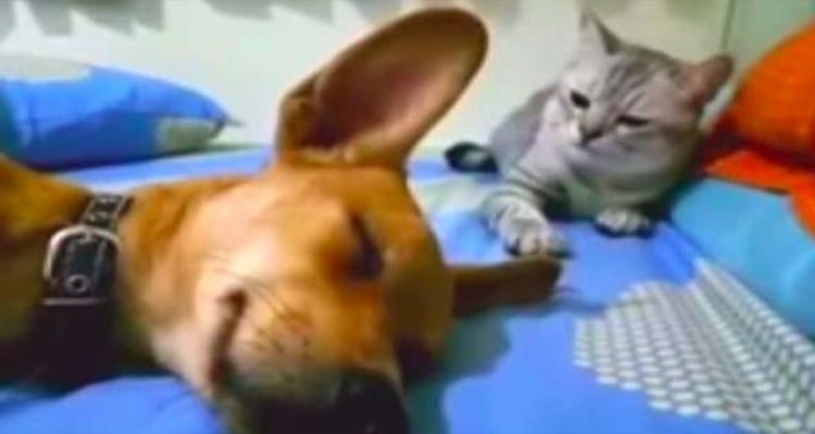 Hund pupst im Schlaf - die freche Rache der Katze bringt Tausende zum Lachen