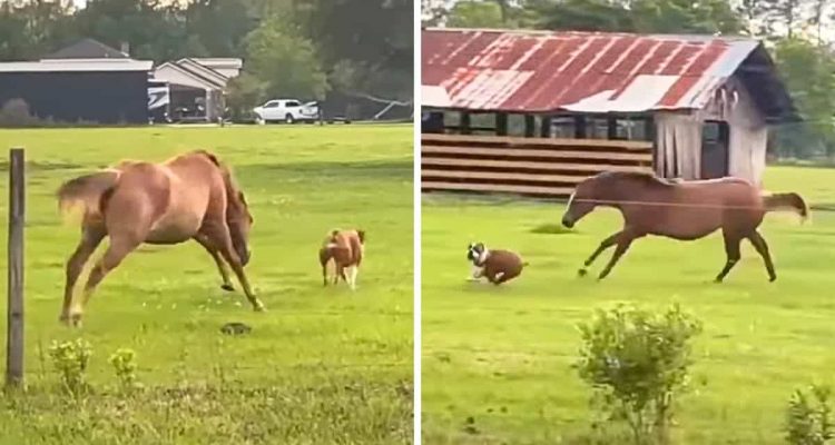 Hund rennt auf Pferdeweide – wie das Pferd reagiert, lässt Zuschauern den Atem stocken