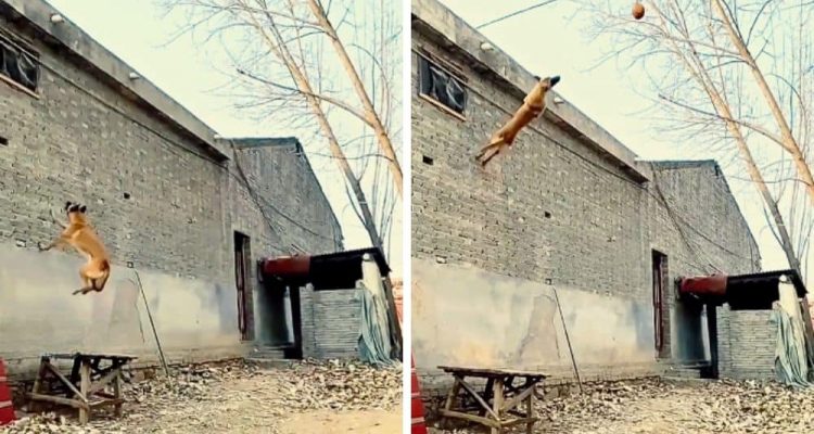 Hund rennt auf hohe Mauer zu - Was er dann tut, lässt Zuschauern den Atem stocken
