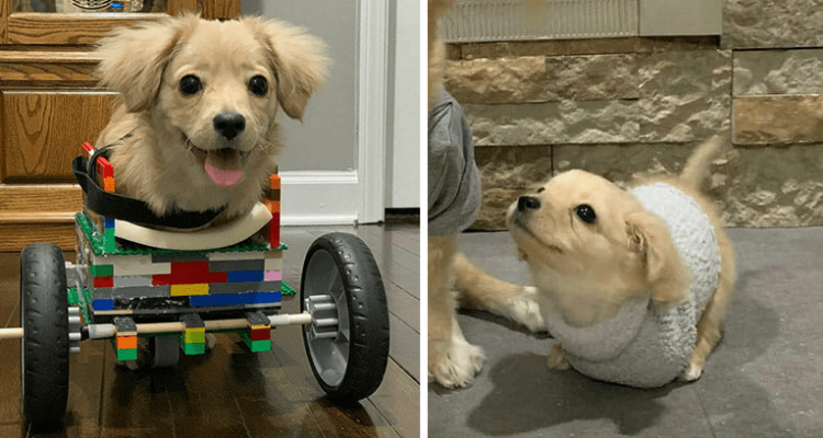 Hund-rollstuhl-lego