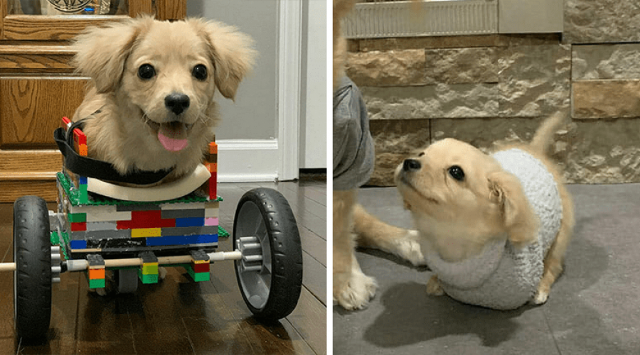 Hund-rollstuhl-lego