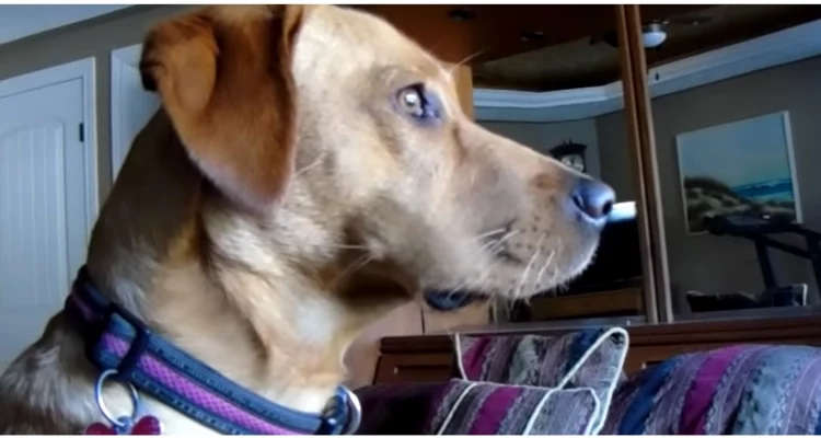 Hund schaut gebannt aus dem Fenster - was passiert, wenn der Schulbus kommt, lässt Herzen schmelzen