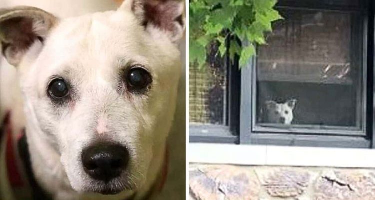 Hund sitzt 11 Jahre lang am Fenster und wartet auf sein Herrchen: Doch plötzlich ist alles anders