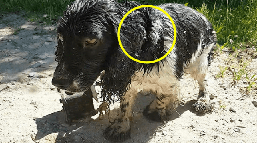 Hund sollte ertränkt werden, kann sich ans Ufer retten und sucht jetzt ein neues Zuhause