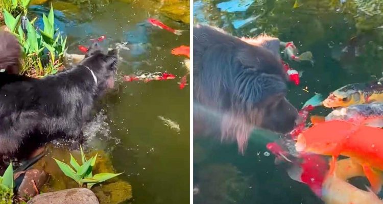 Hund springt in Gartenteich mit Fischen - die Reaktion der Koi-Karpfen ist einfach unglaublich
