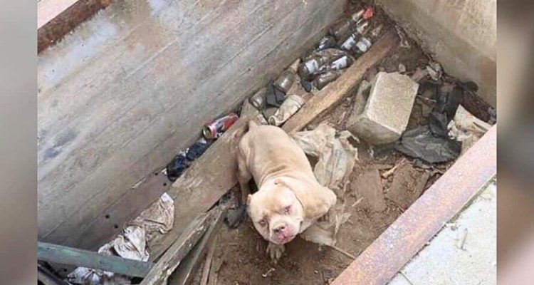 Hund steckt einsam in einer Zementgrube – Dieser Zufall rettet ihn und ändert sein Leben für immer