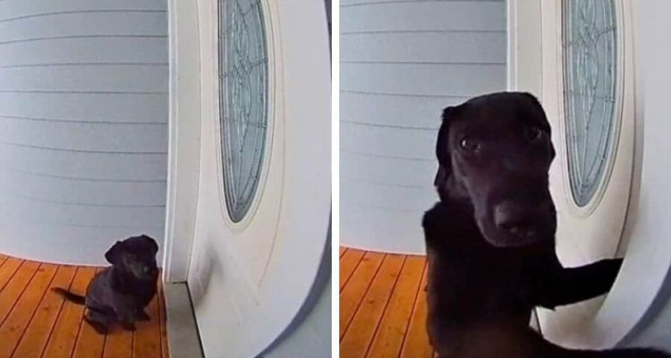 Hund steht vor verschlossener Haustür – So clever reagiert er auf die ärgerliche Situation
