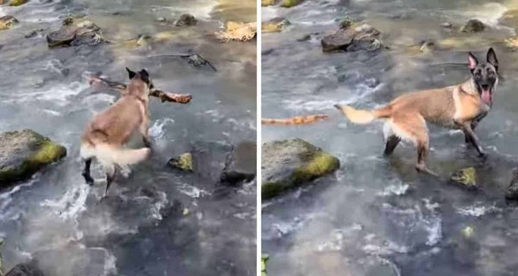 Hund trägt Stock durch einen Fluss - was dann passiert, sorgt für große Verwirrung