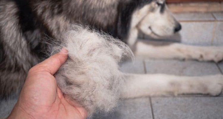 Hund verliert Fell - Haarausfall bei Hunden