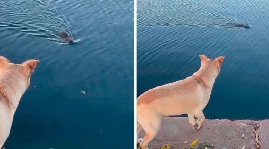 Hund völlig erstarrt, als er etwas “Haariges” im Wasser schwimmen sieht