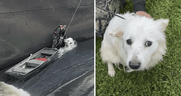 Hund von herzlosem Besitzer in Fluss geworfen – Video der Rettungsaktion lässt alle mitfiebern