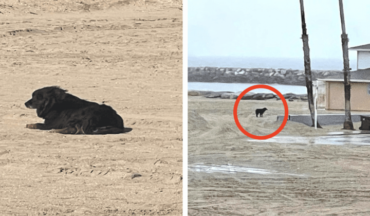 Hund wartet ganz allein am Strand - Der Grund ist einfach herzzerreißend