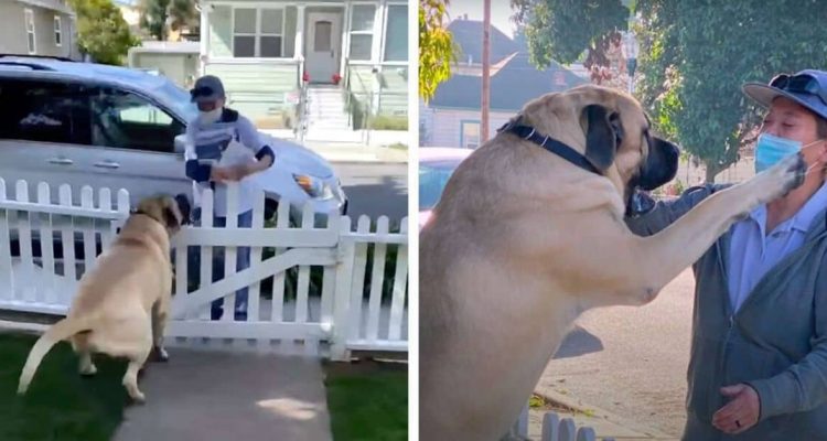 Hund wartet jeden Tag auf die Post: Warum er das macht, berührt alle Herzen zutiefst
