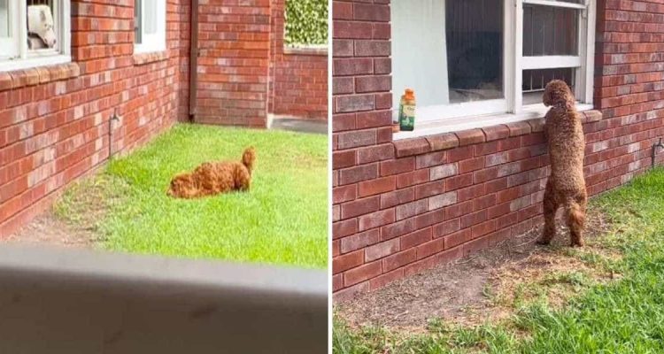 Hund wartet jeden Tag vor dem Fenster der Nachbarn - Der Grund dafür lässt alle Herzen schmelzen