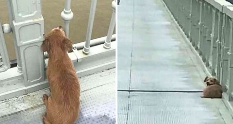 Hund wartet tagelang auf einer Brücke Warum er sein Herrchen niemals wiedersieht, macht fassungslos
