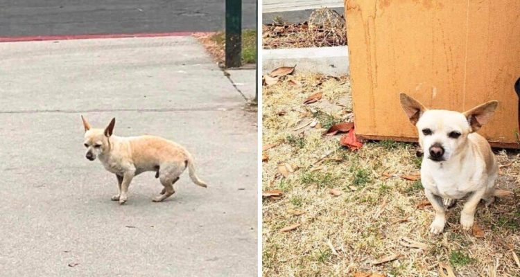 Hund will Straßenecke nicht verlassen - der Grund dafür macht einfach nur traurig